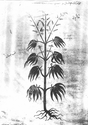 Cannabis sativa5.gif